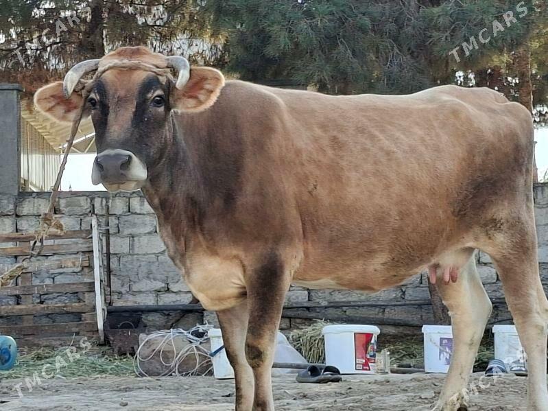 Sygyr - Büzmeýin - img 1