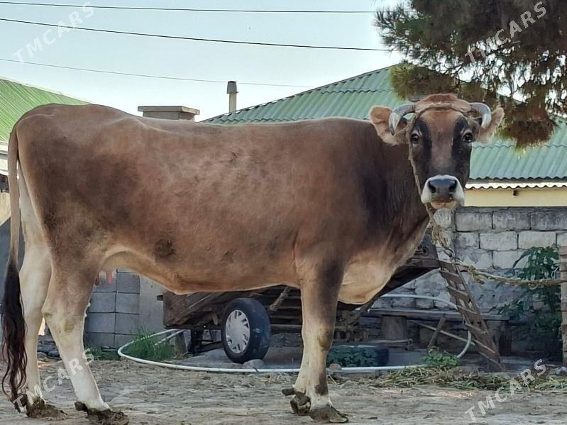 Sygyr - Büzmeýin - img 3