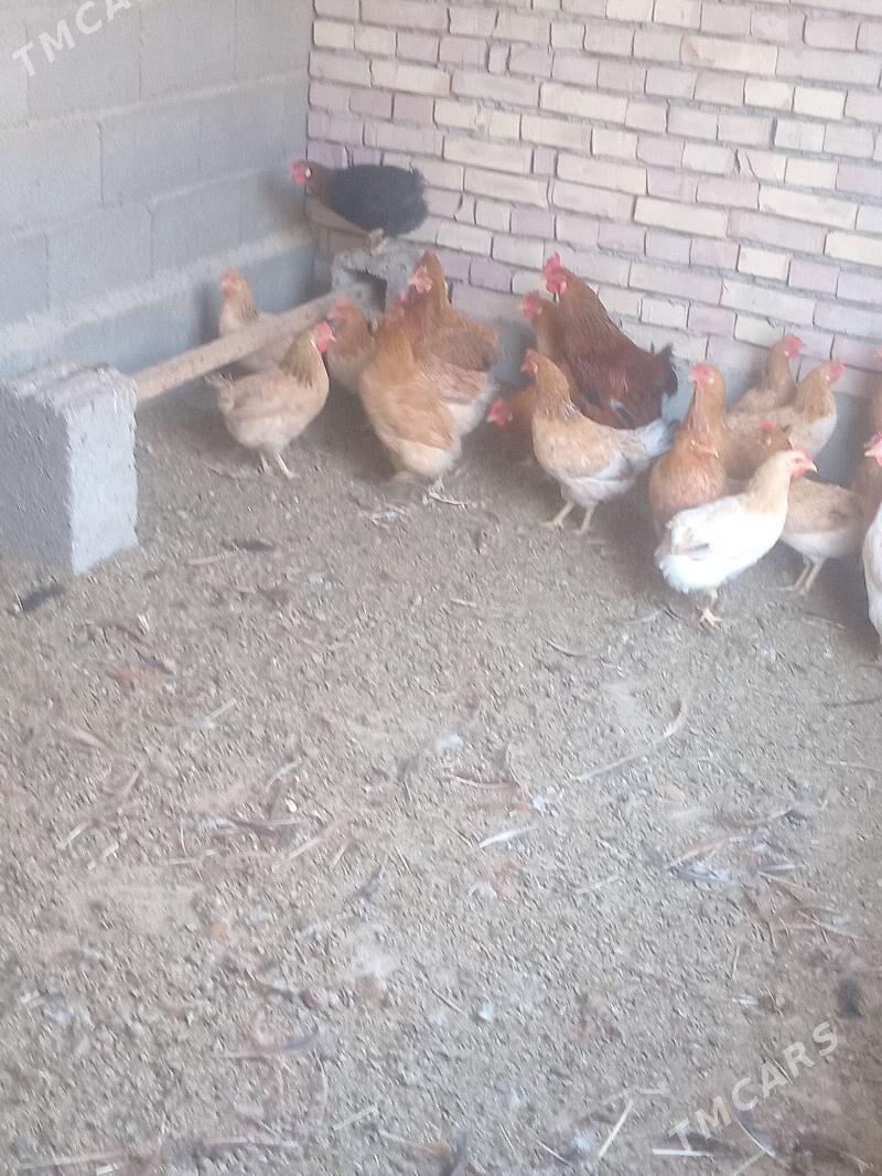 towuk - Kaka - img 3