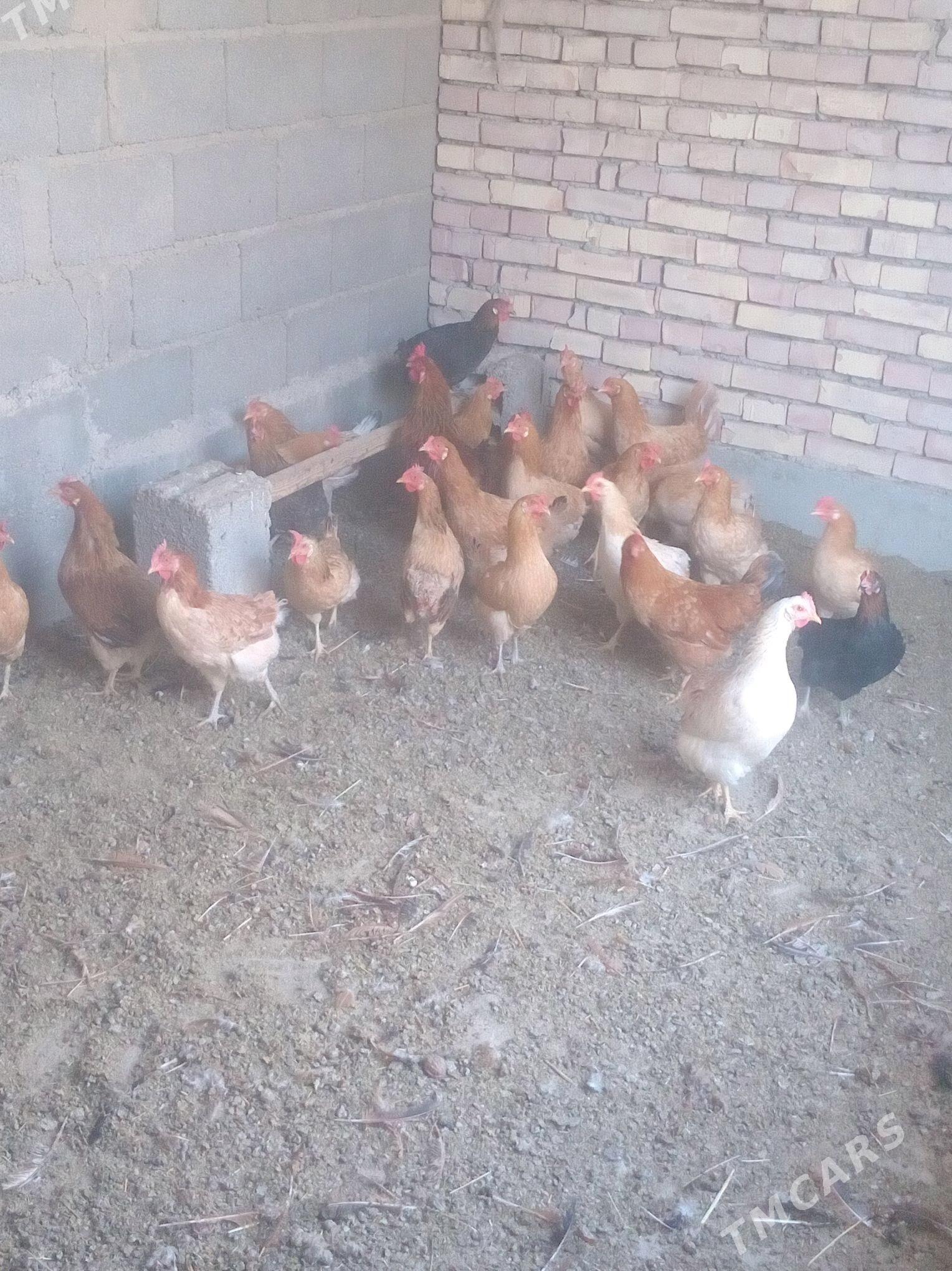 towuk - Kaka - img 7