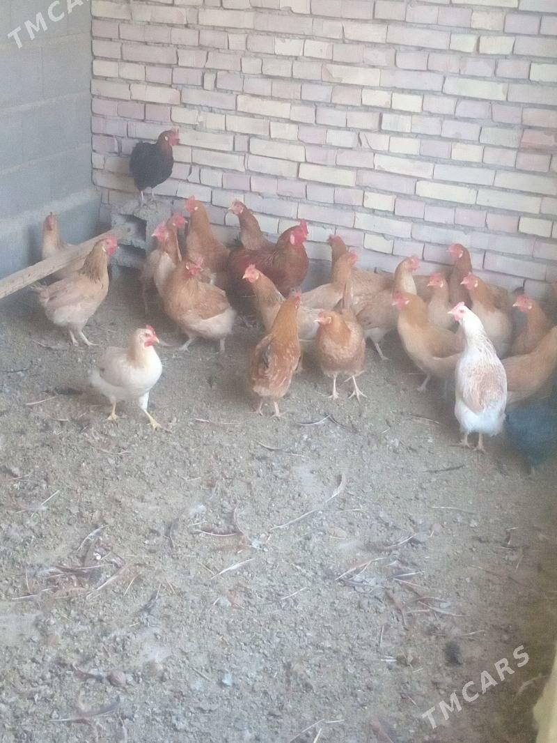 towuk - Kaka - img 5