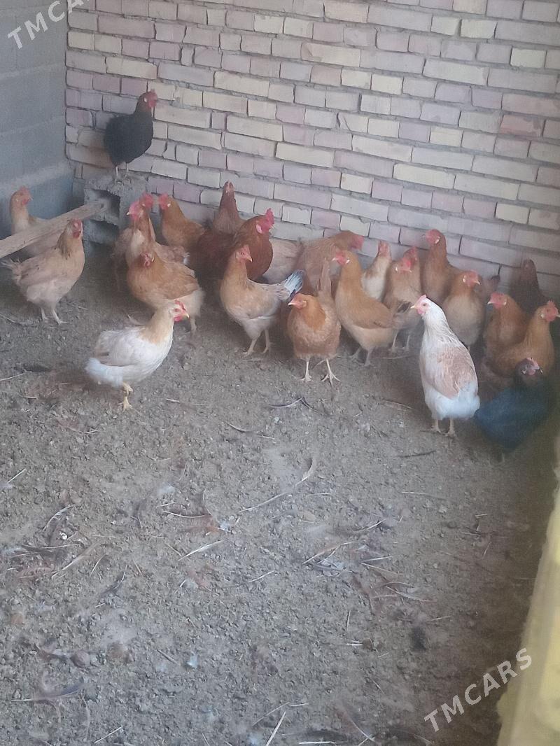 towuk - Kaka - img 4