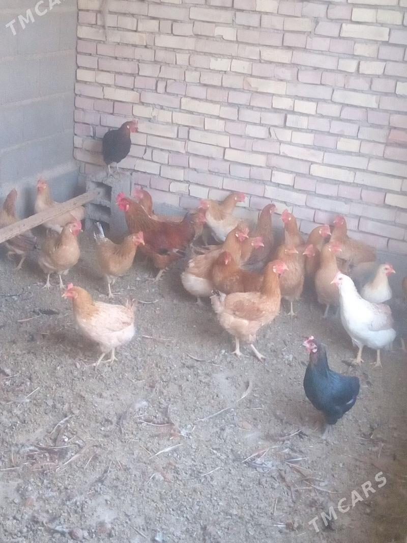 towuk - Kaka - img 1