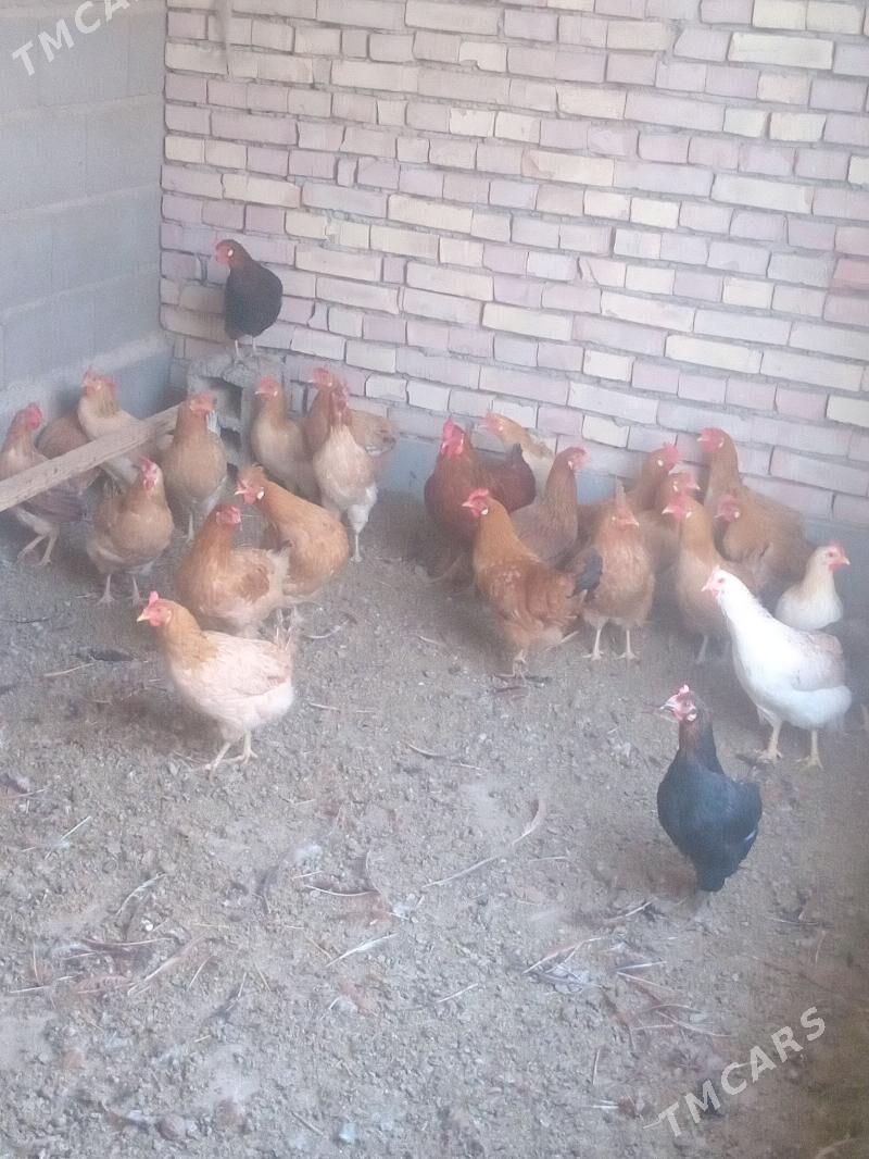 towuk - Kaka - img 2