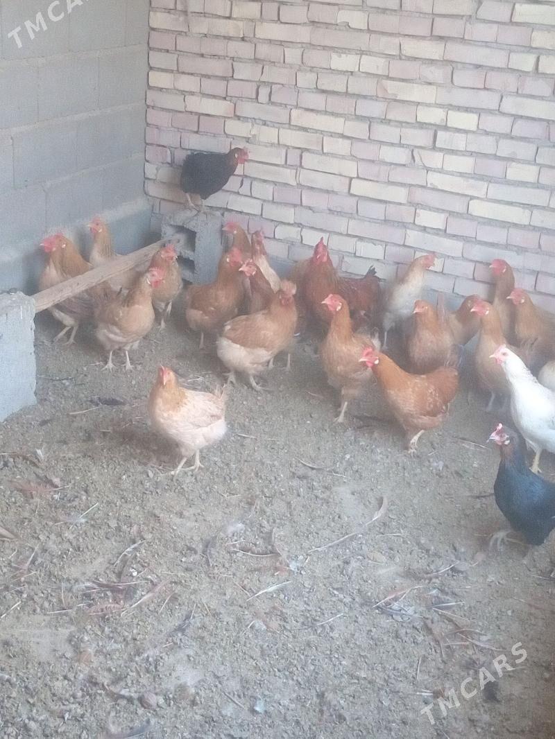 towuk - Kaka - img 6