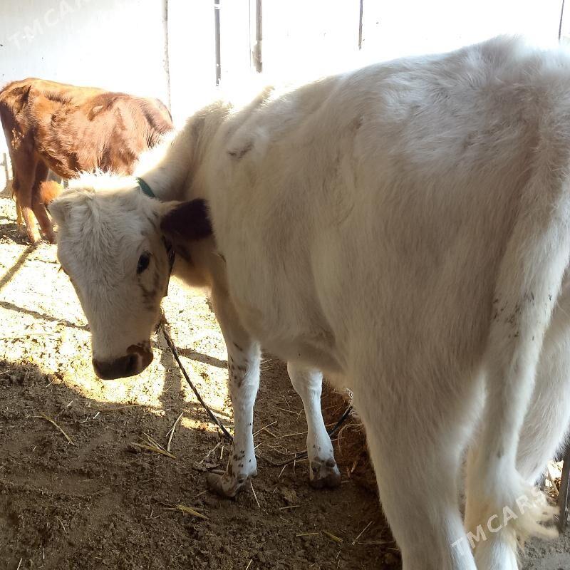 unajynlar - Türkmenabat - img 3