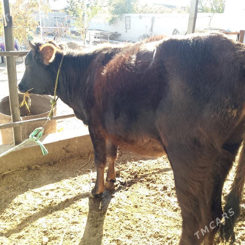 unajynlar - Türkmenabat - img 4