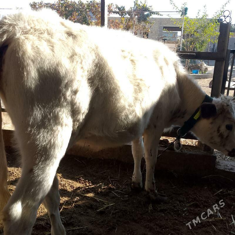 unajynlar - Türkmenabat - img 6