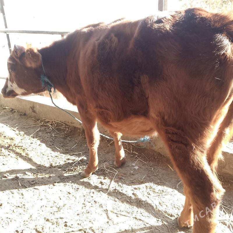 unajynlar - Türkmenabat - img 1