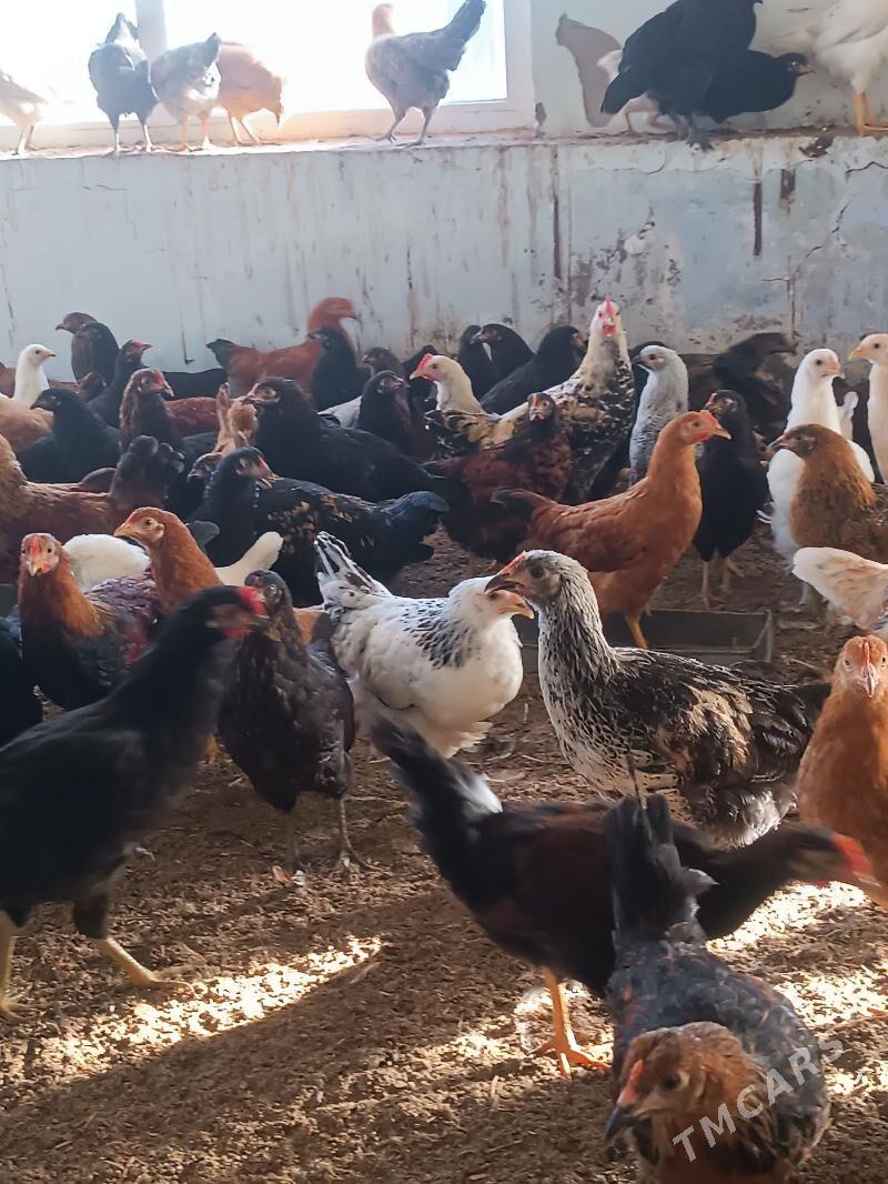 towuk yas - Oguz han - img 5