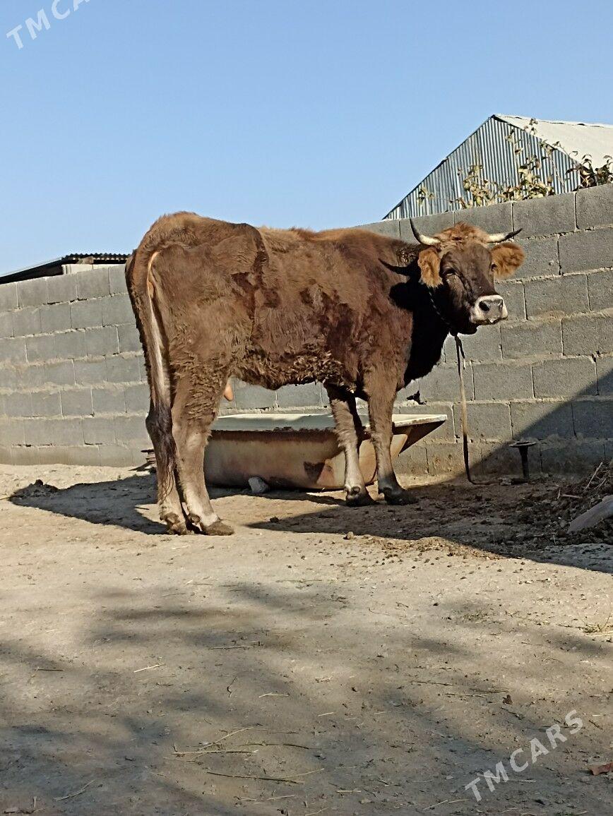 sygyr - Bäherden - img 2