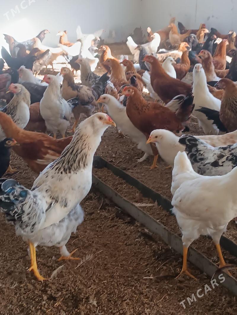 towuk yas - Oguz han - img 1