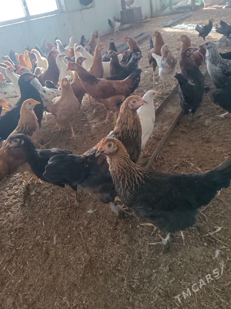 towuk yas - Oguz han - img 3