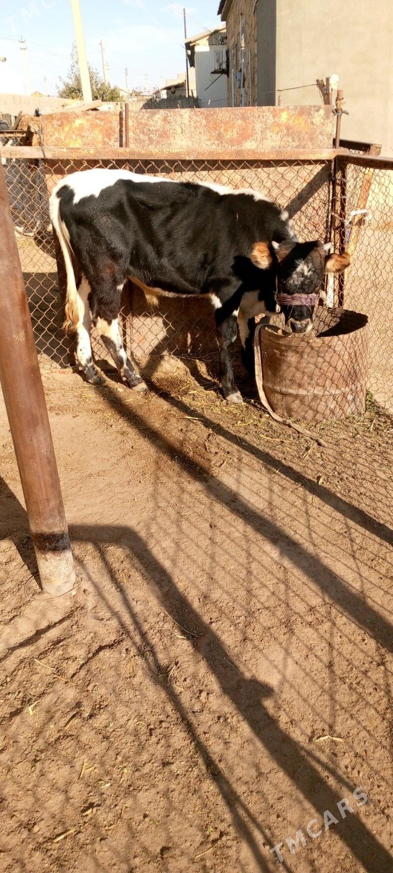 ökuz - Gumdag - img 2