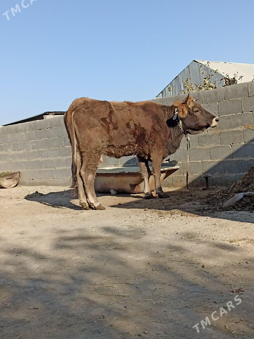 sygyr - Bäherden - img 3