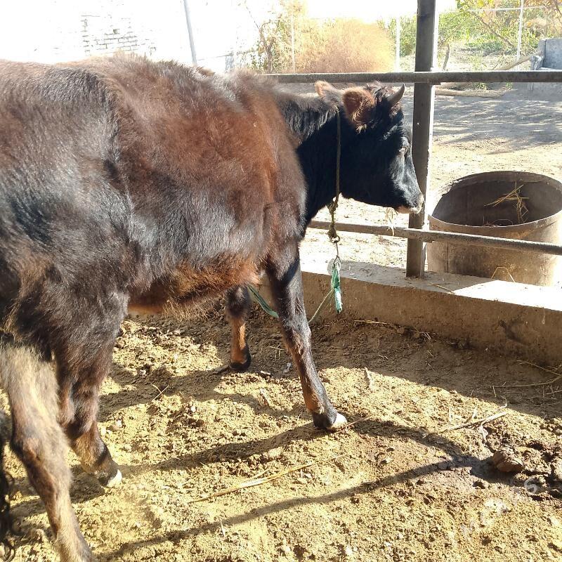 unajynlar - Türkmenabat - img 5