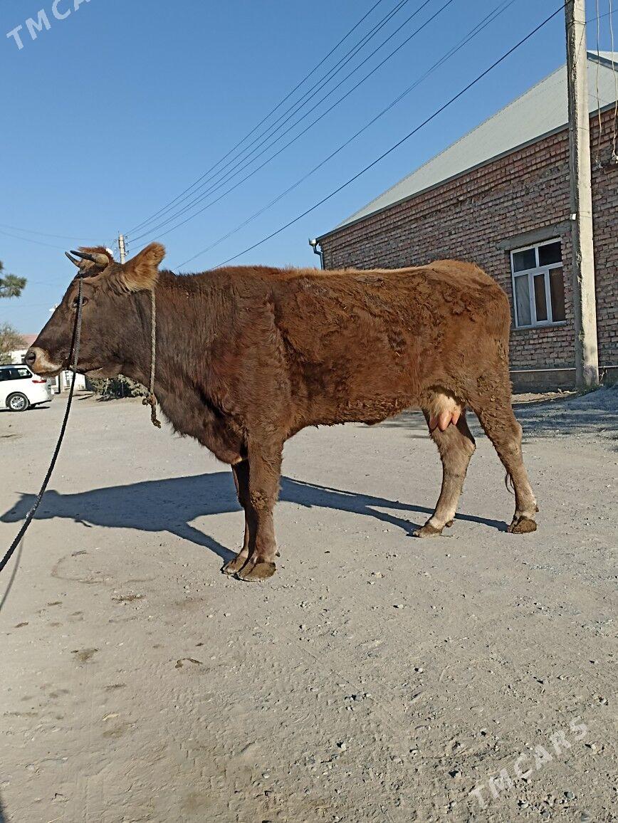 sygyr - Bäherden - img 4