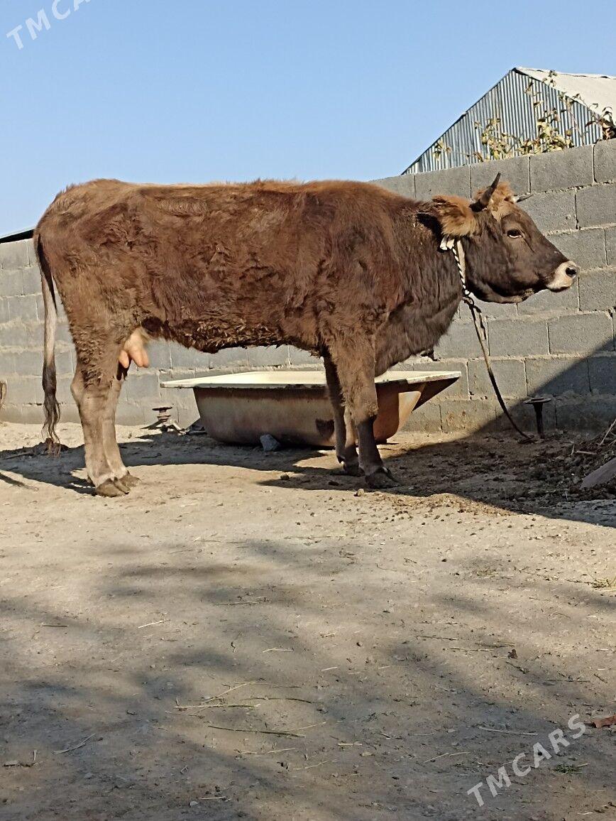 sygyr - Bäherden - img 1