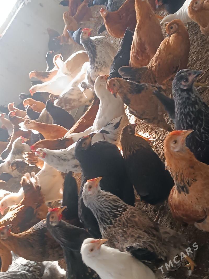 towuk yas - Oguz han - img 6