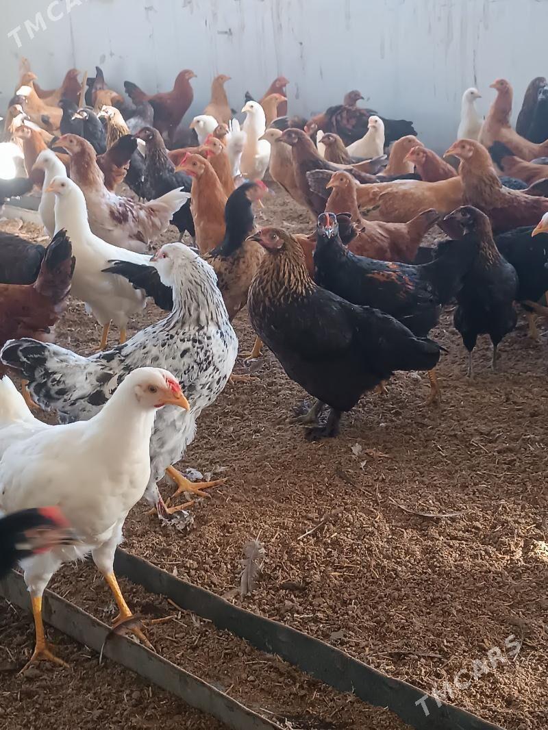 towuk yas - Oguz han - img 4