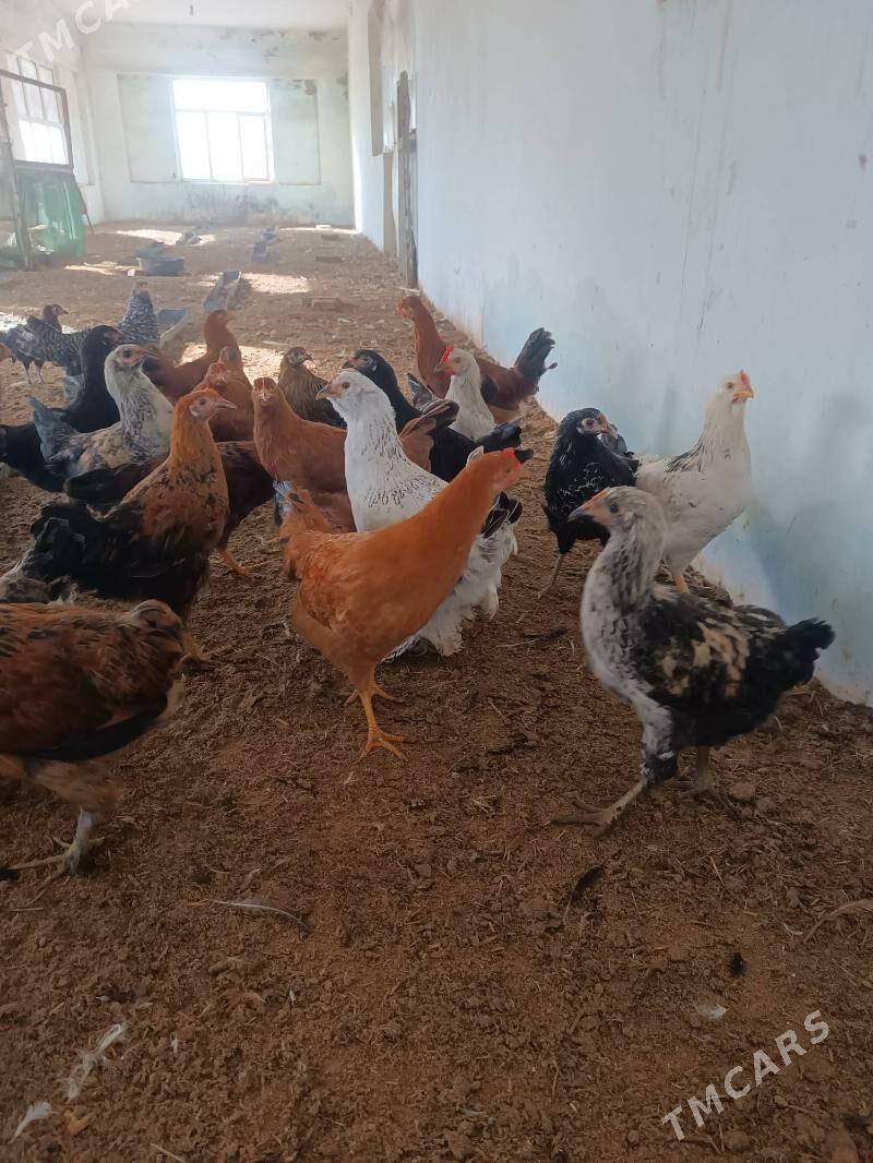 towuk yas - Oguz han - img 2