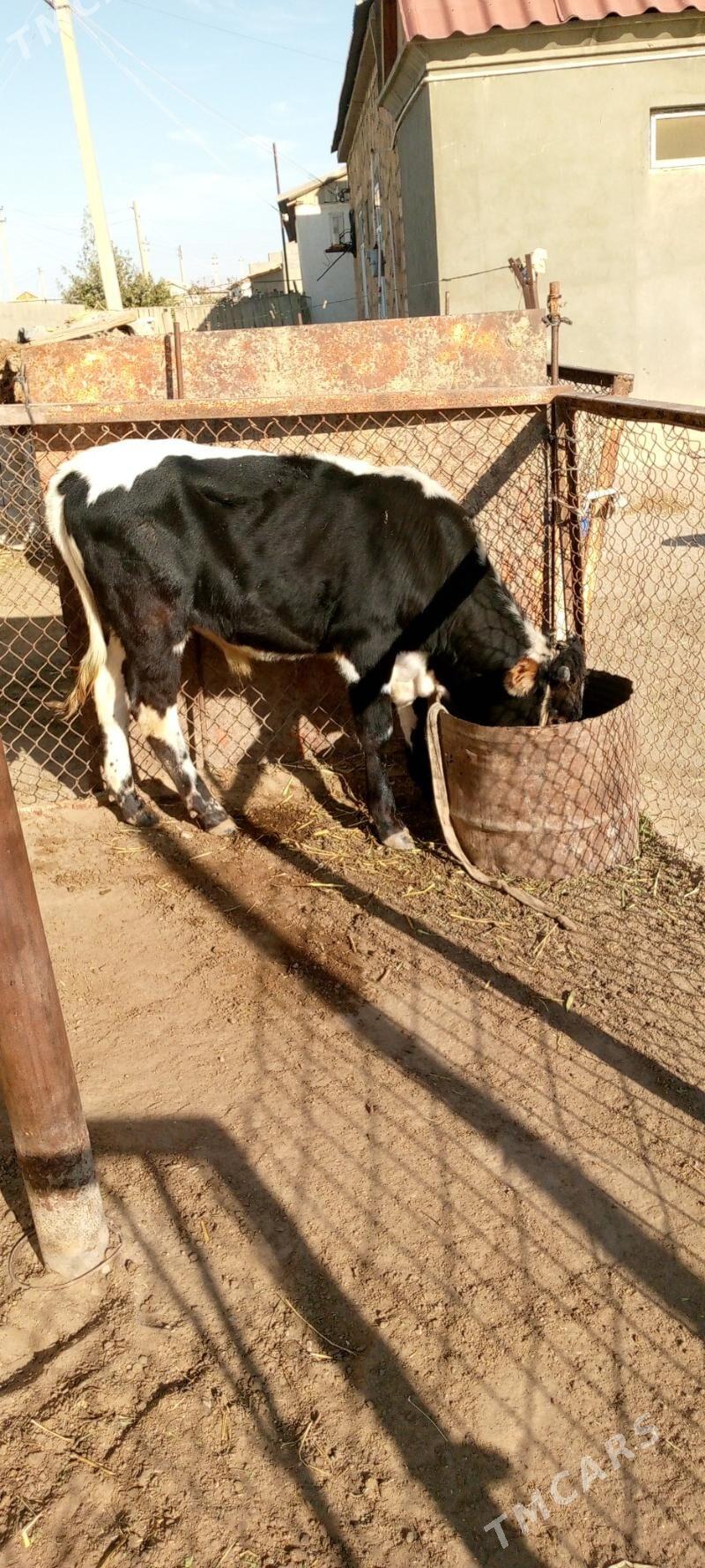 ökuz - Gumdag - img 1