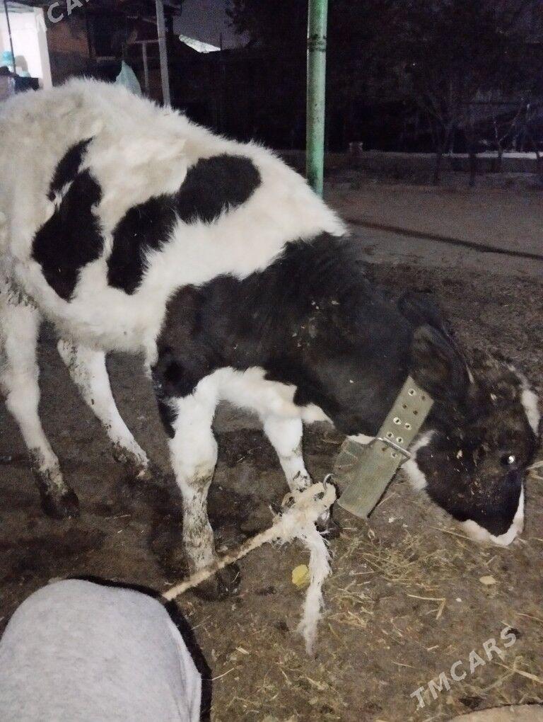 galesdeyin tuwe - Гарадамак Шор - img 2