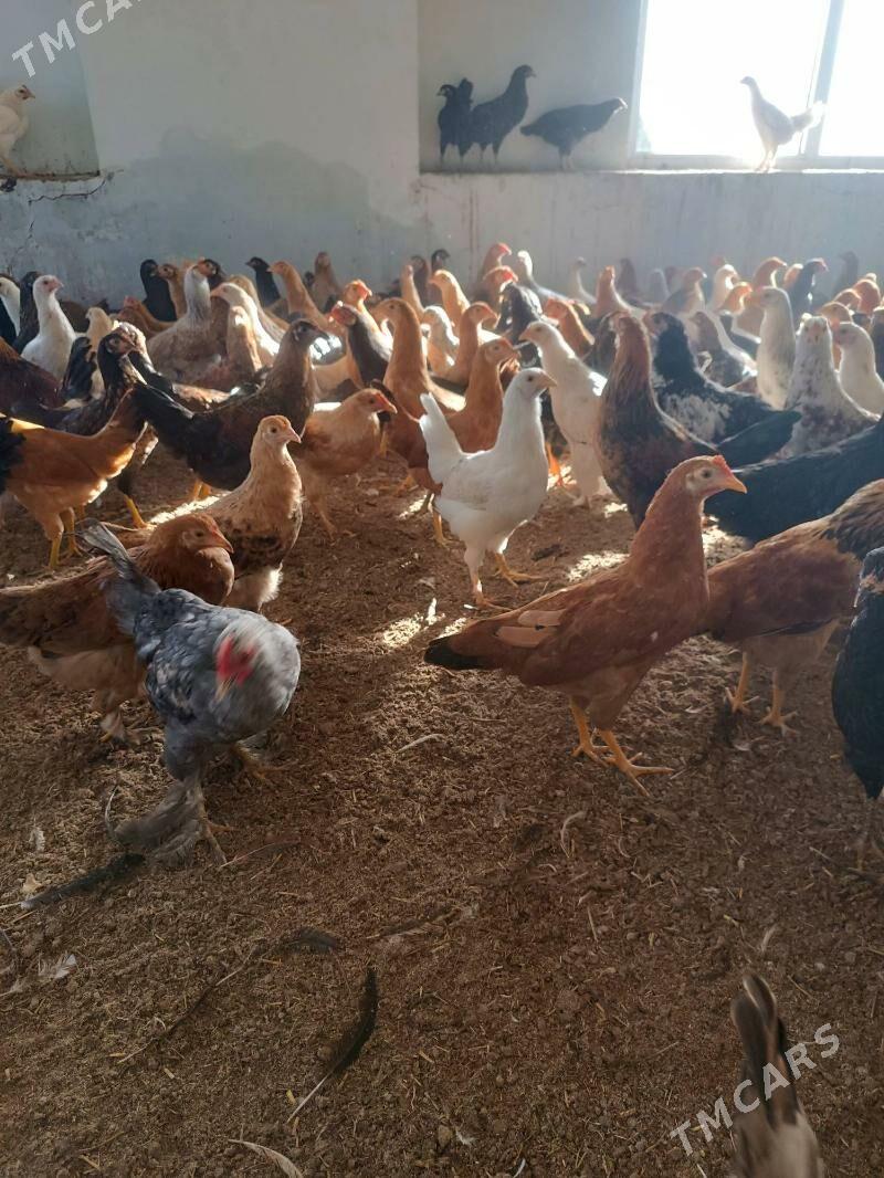 towuk yas - Oguz han - img 7