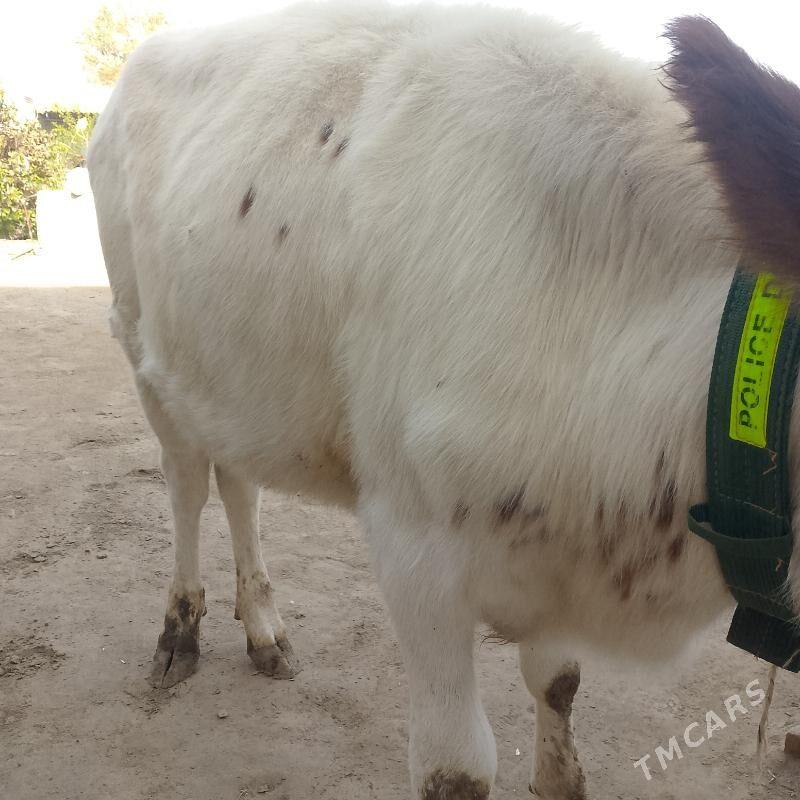 unajynlar - Türkmenabat - img 7