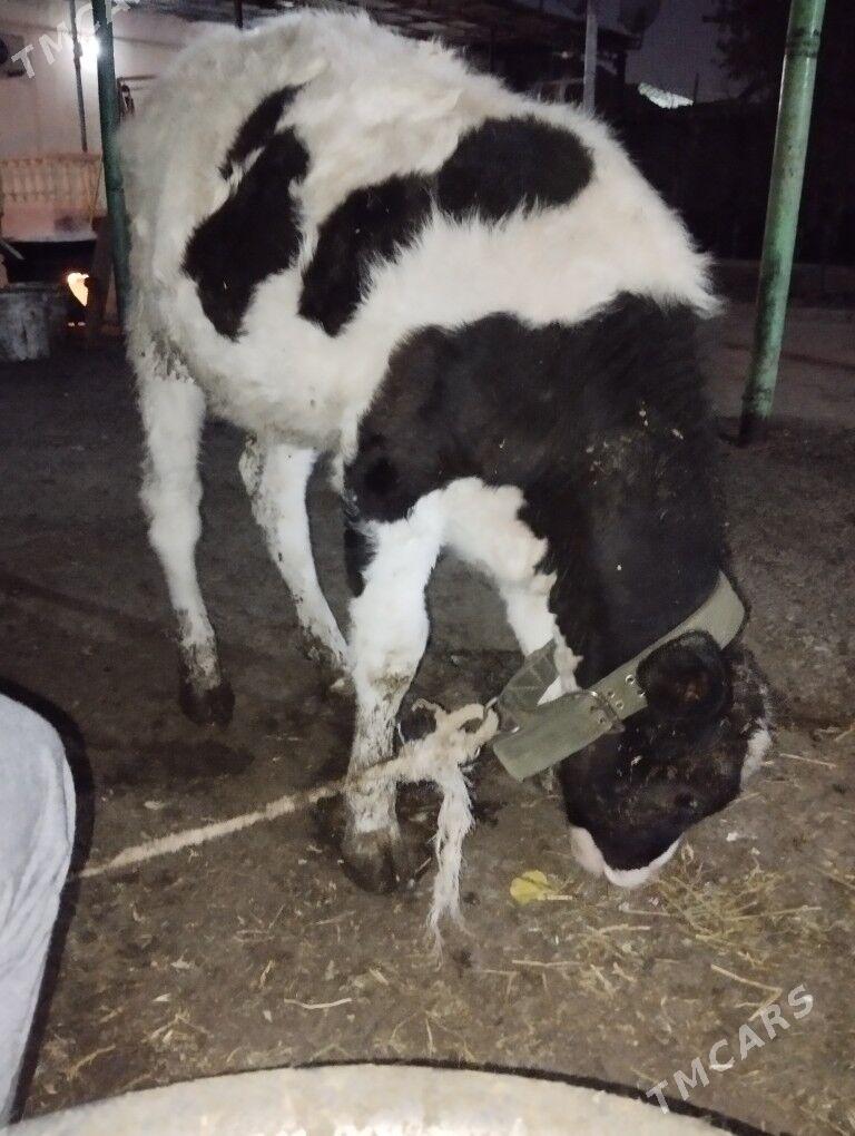 galesdeyin tuwe - Гарадамак Шор - img 1