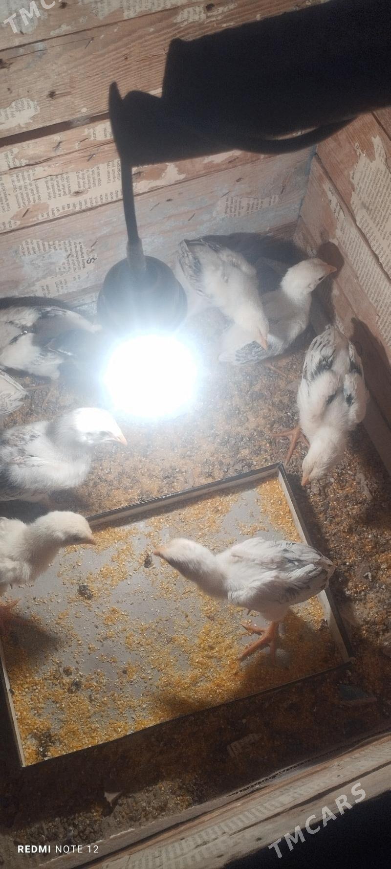 Baysol juje - Чарджоу - img 1