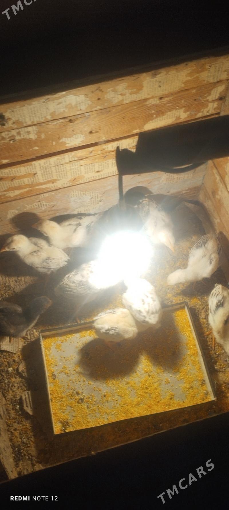 Baysol juje - Чарджоу - img 3