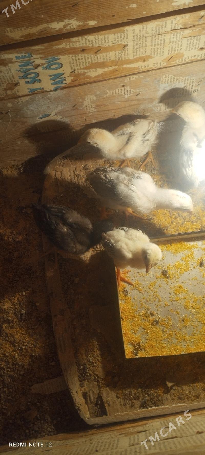 Baysol juje - Чарджоу - img 2