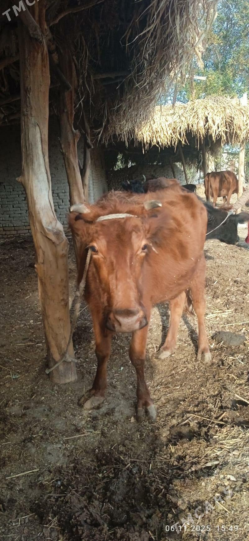 tanaly sygyr - Gurbansoltan Eje - img 5