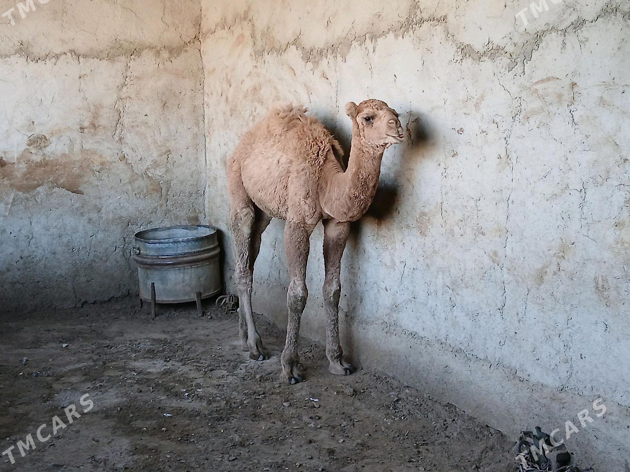 torum - Гызыларбат - img 2