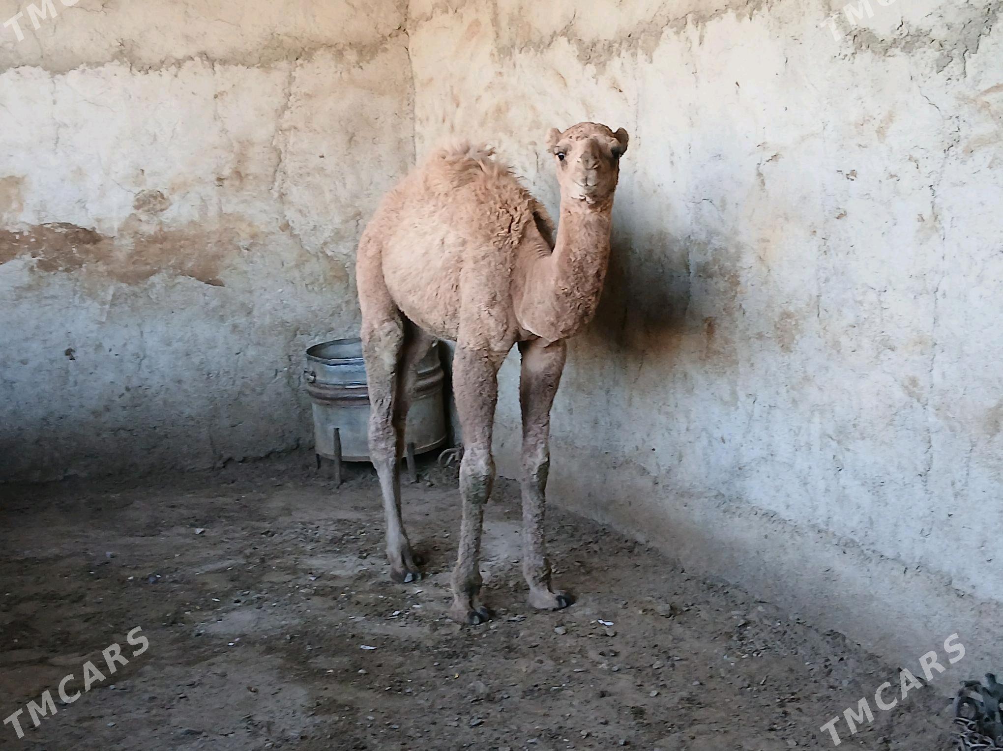 torum - Гызыларбат - img 3