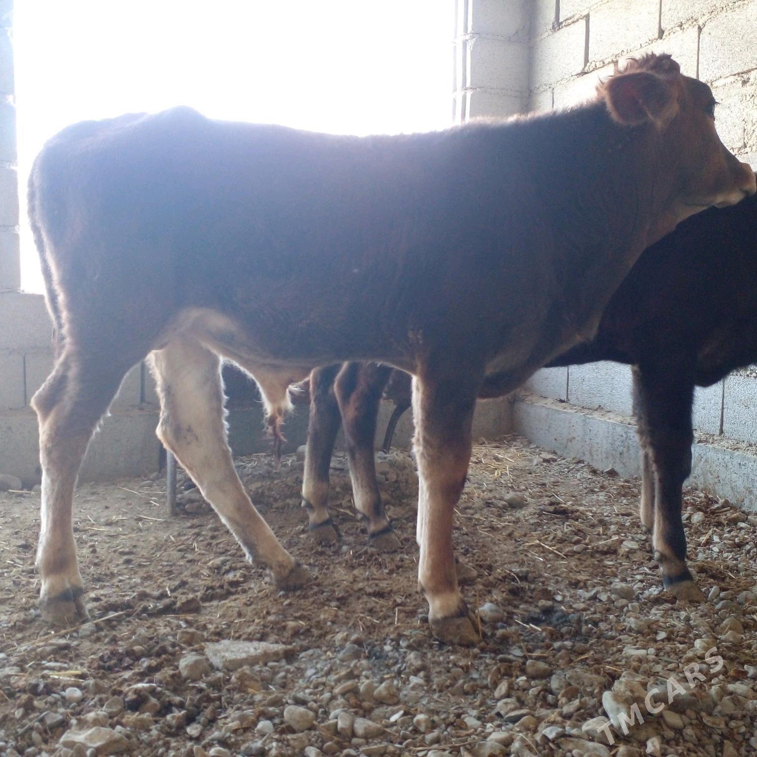 ökuzýe - Бахарден - img 2