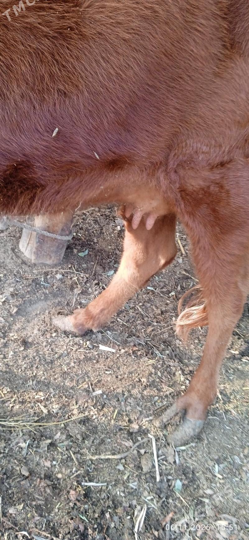 tanaly sygyr - Gurbansoltan Eje - img 1