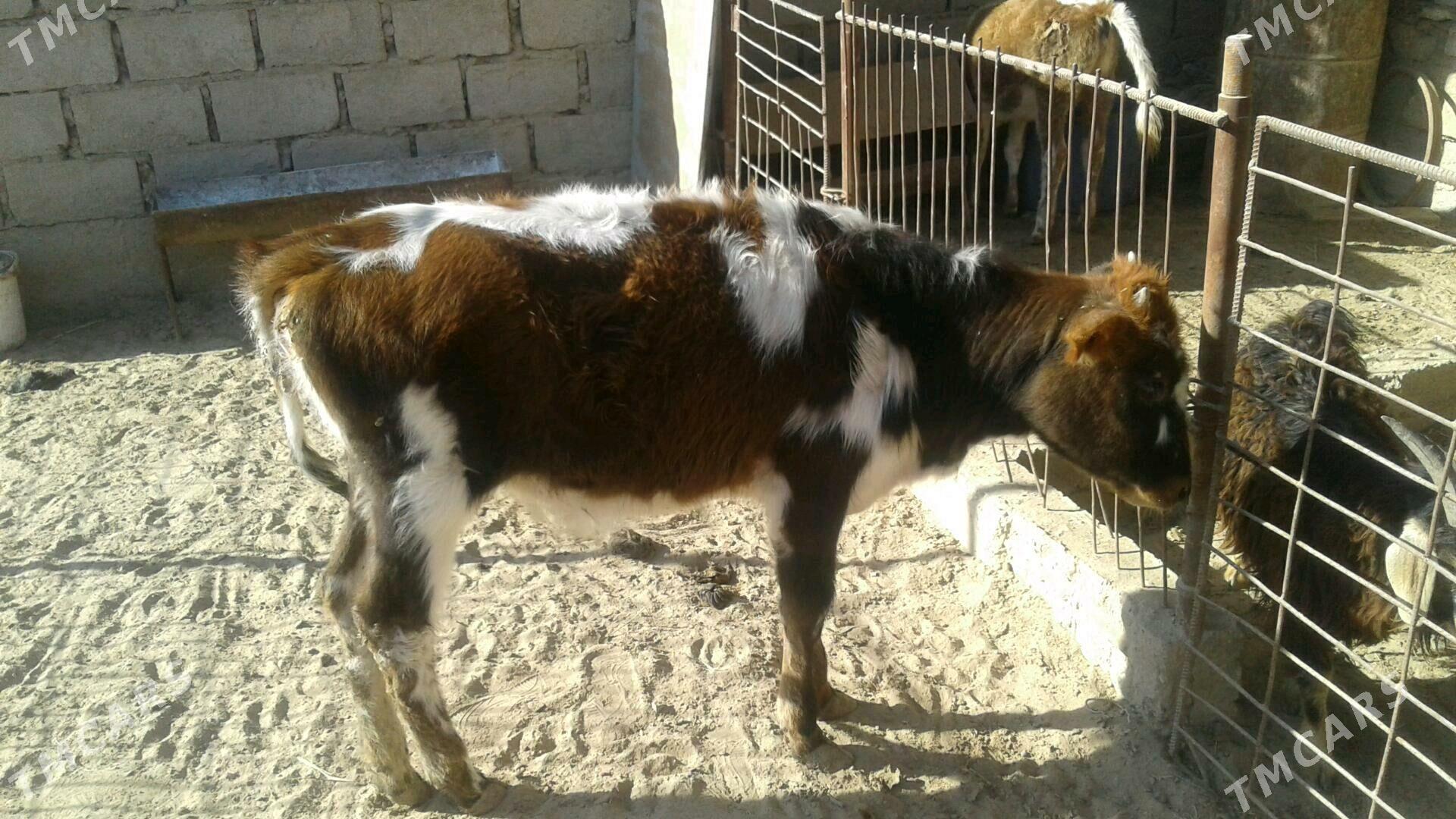 Göle - Esenguly - img 10