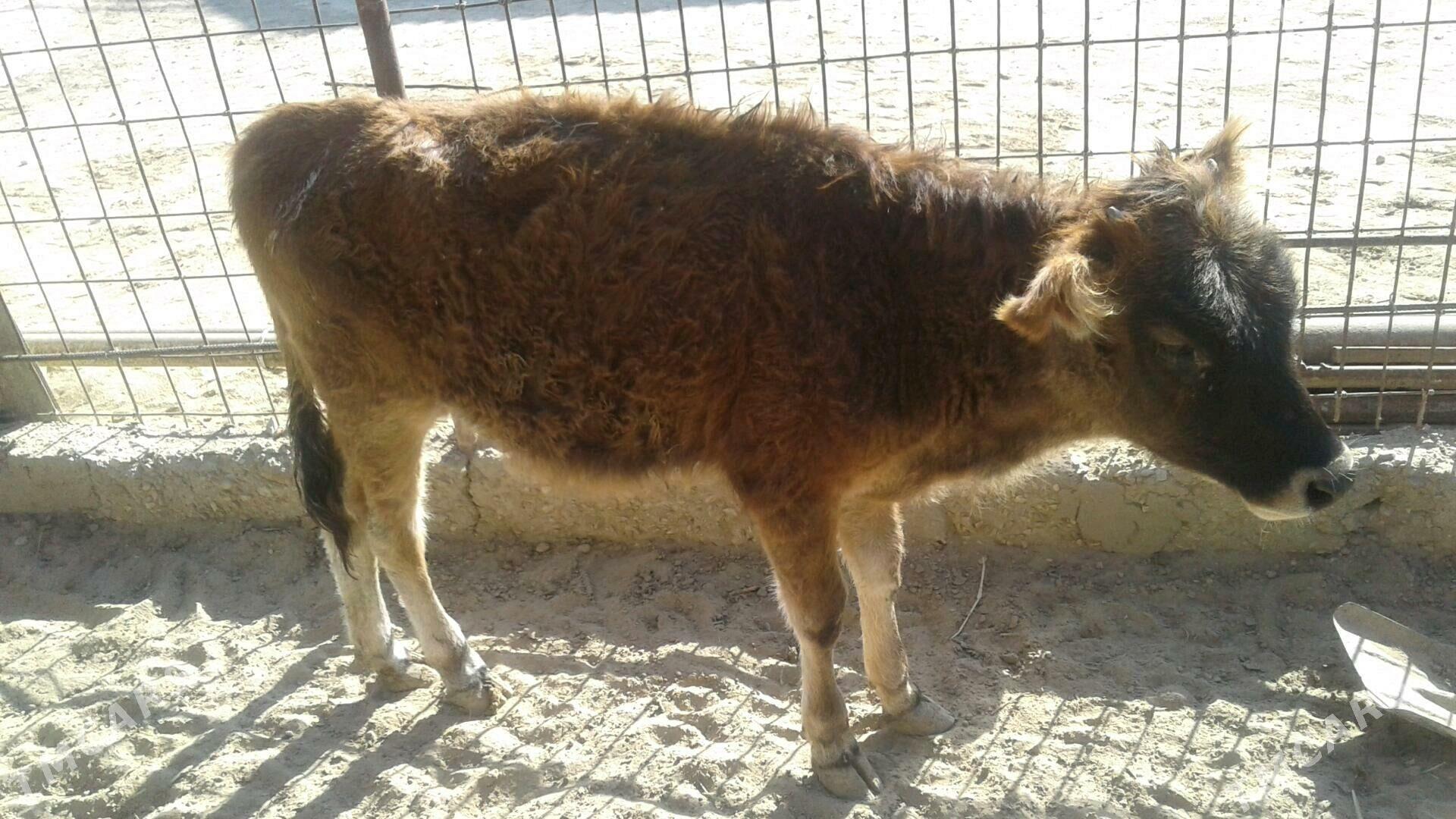 Göle - Esenguly - img 8