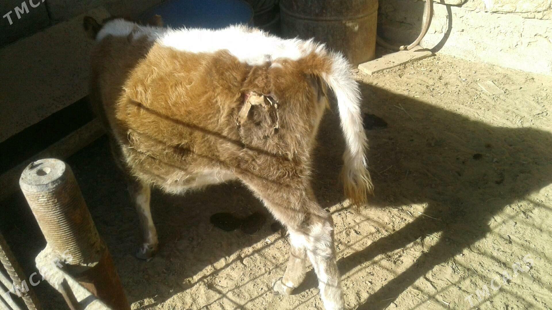 Göle - Esenguly - img 2