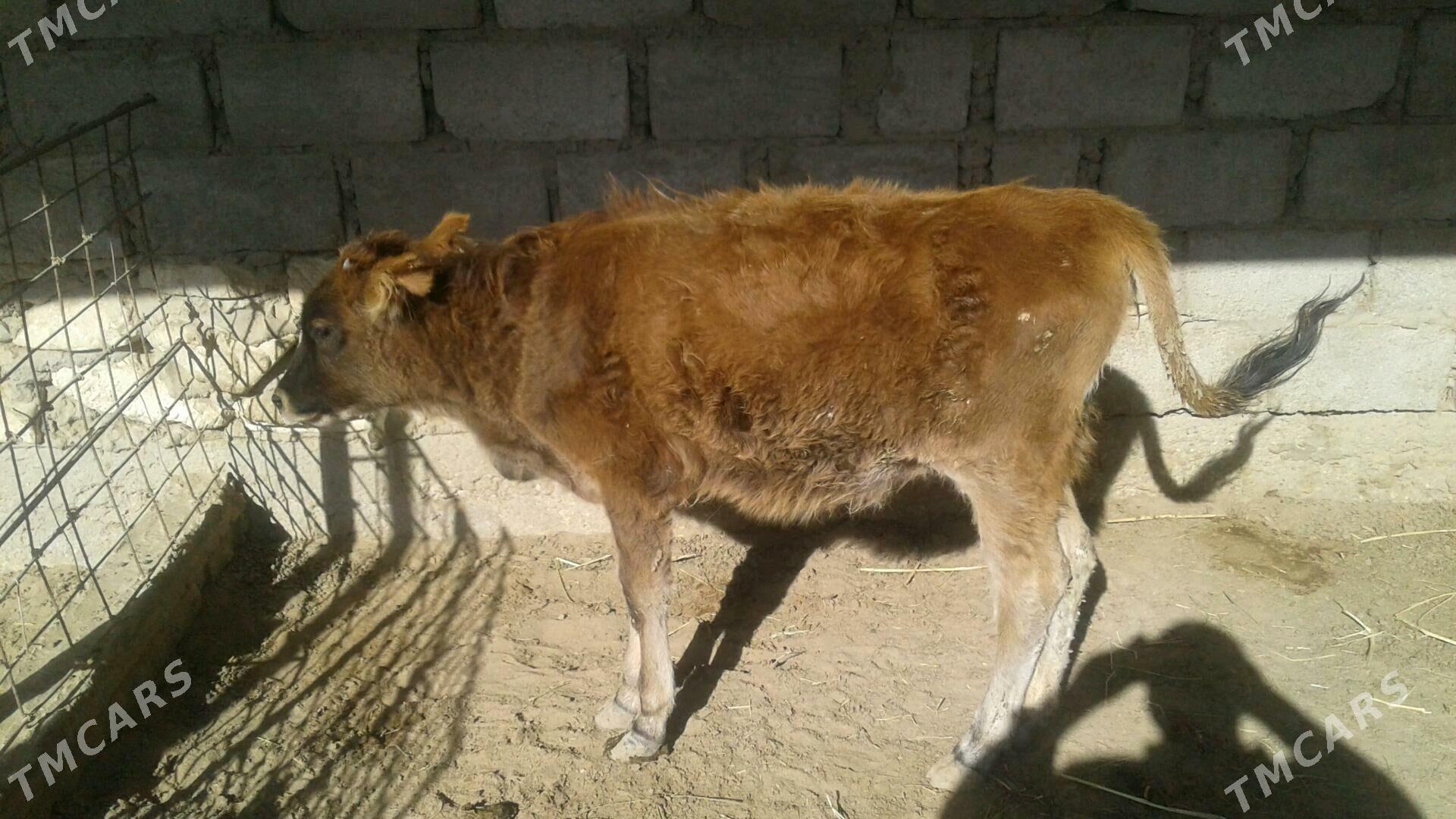 Göle - Esenguly - img 9