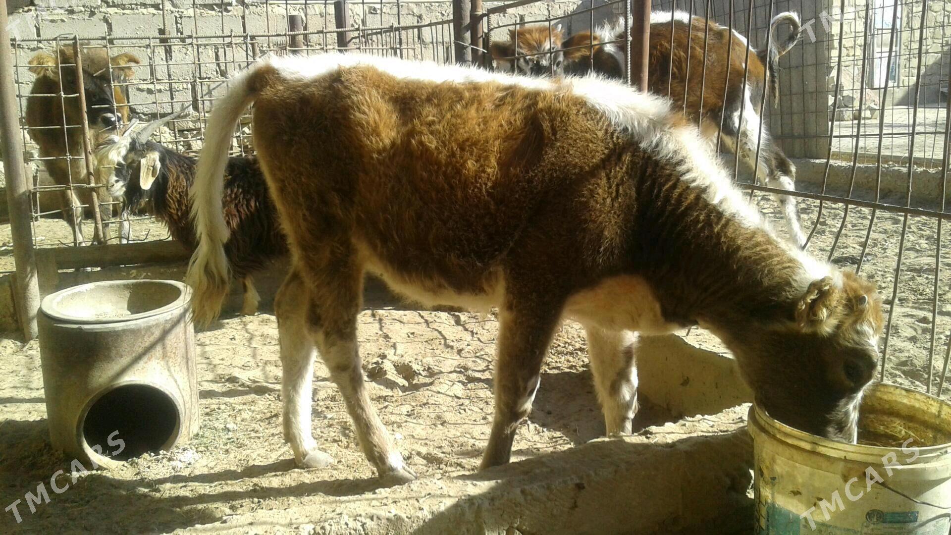 Göle - Esenguly - img 7