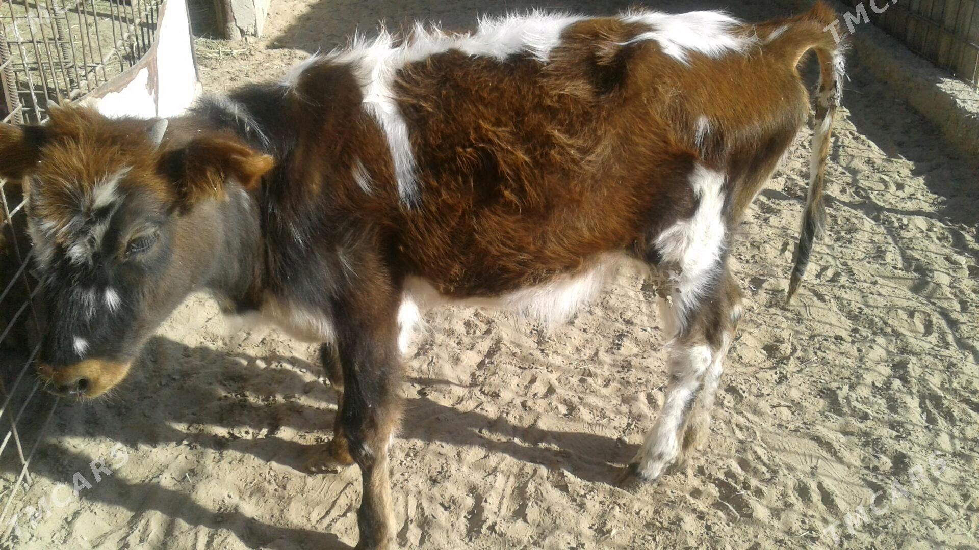 Göle - Esenguly - img 3