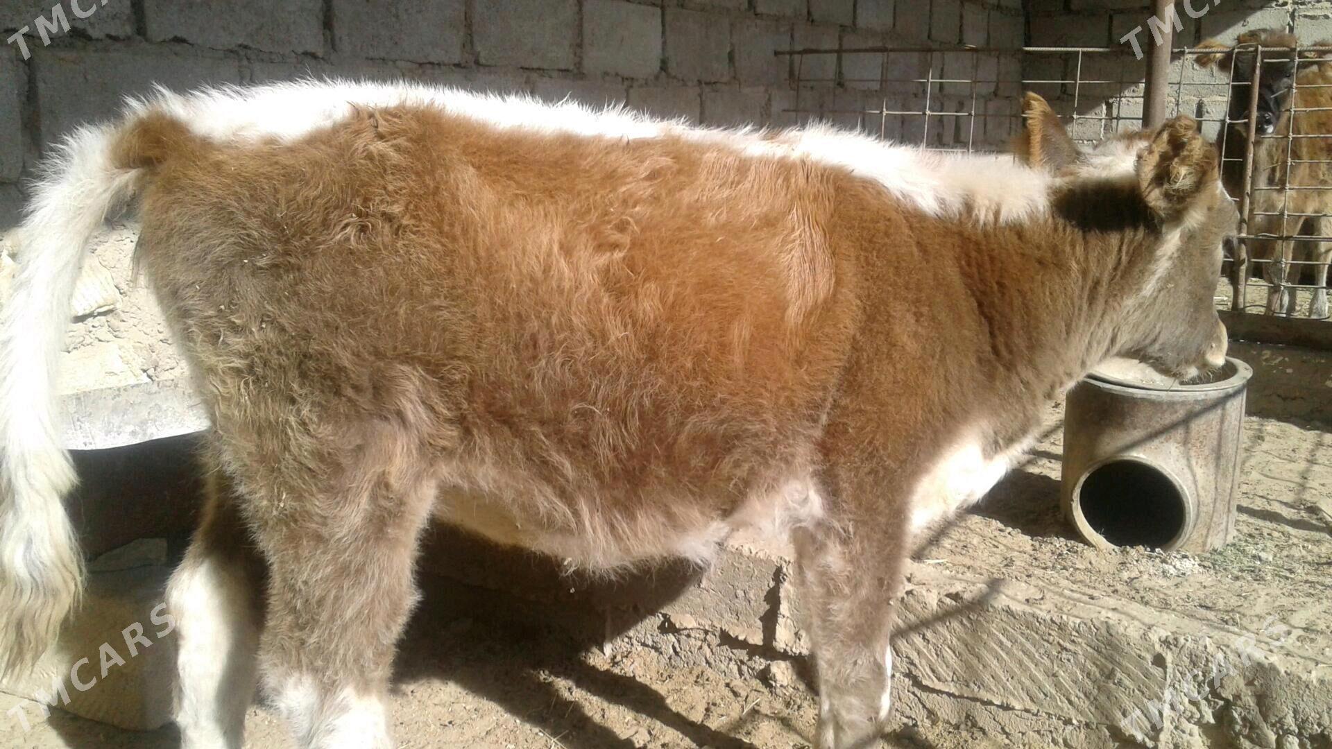 Göle - Esenguly - img 1