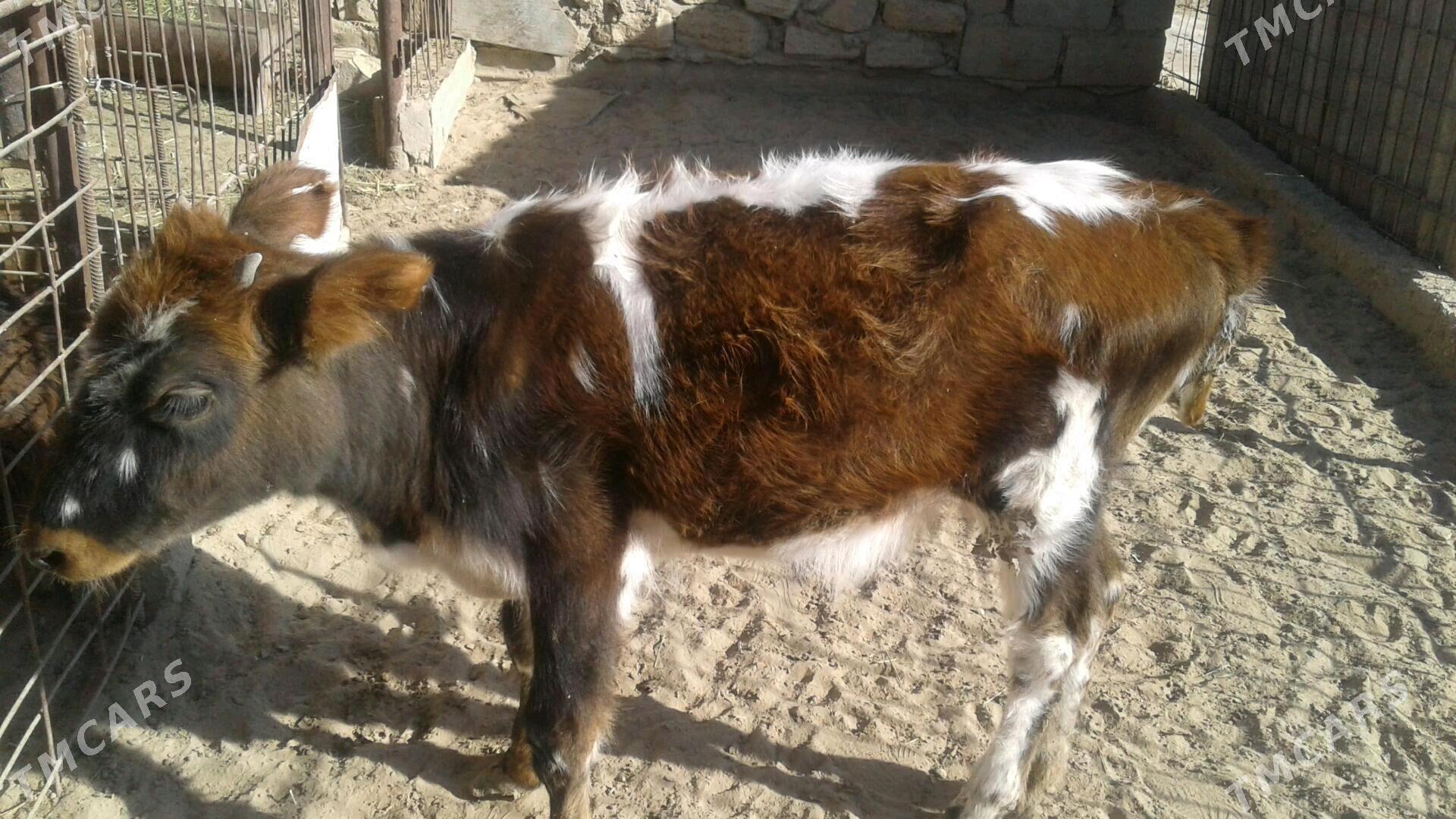 Göle - Esenguly - img 4