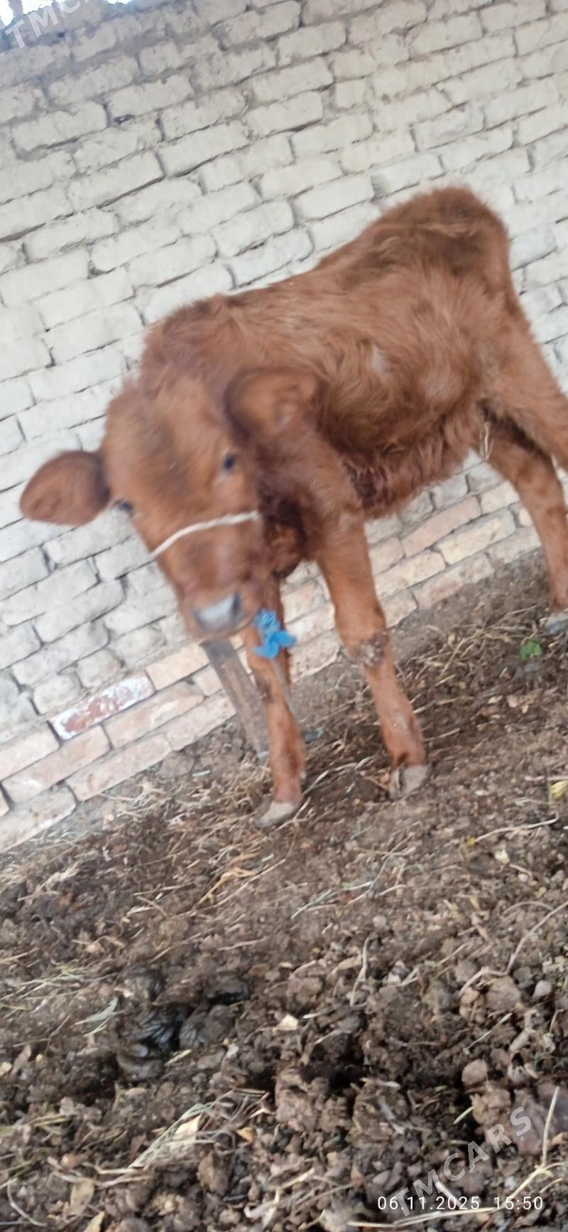 tanaly sygyr - Gurbansoltan Eje - img 3