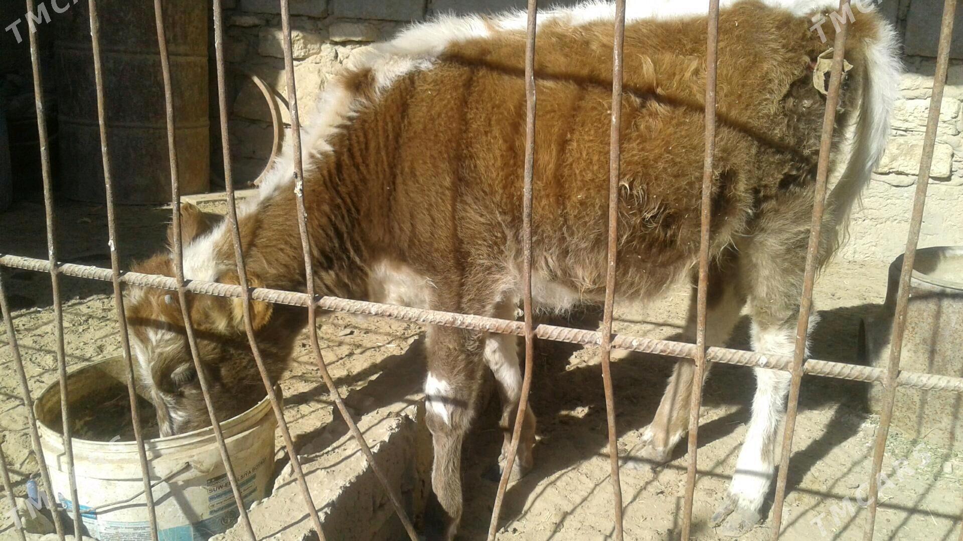 Göle - Esenguly - img 5