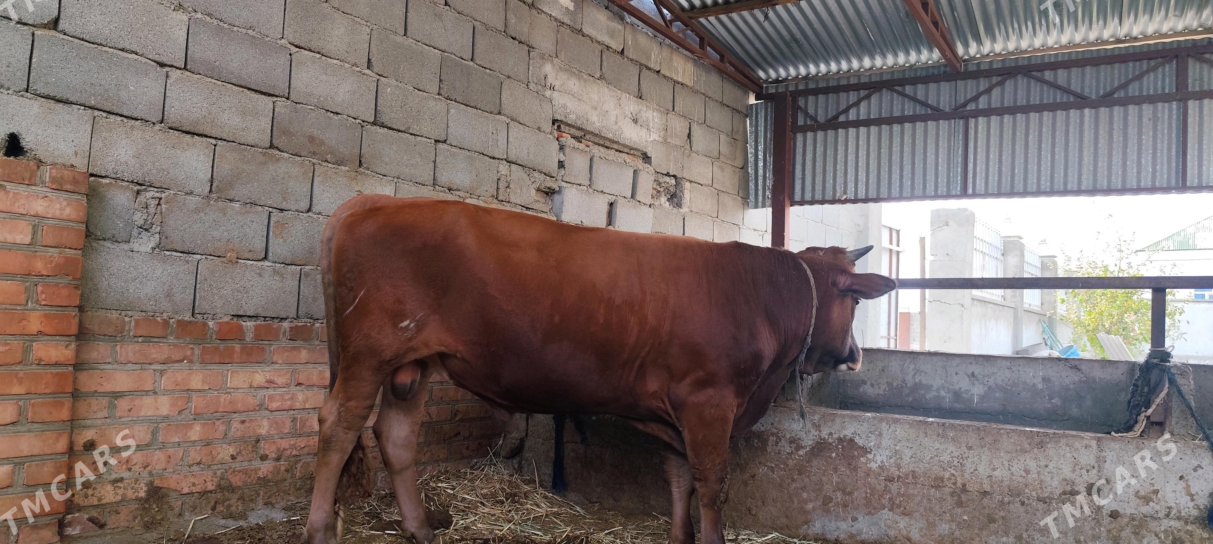 okuz - Бахарден - img 2