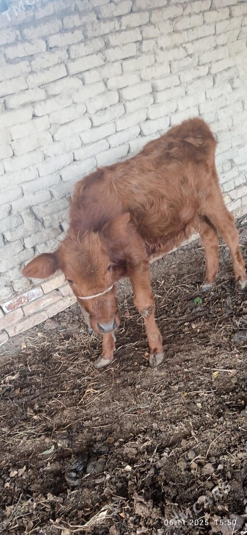 tanaly sygyr - Gurbansoltan Eje - img 7